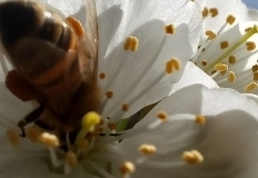 IMG-20250306-WA0015