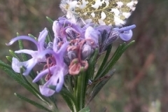 IMG-20250306-WA0018
